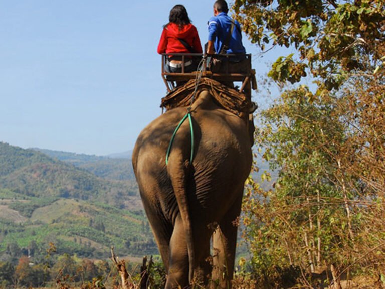 Hi Range Elephant safari – 1.2 Kms from the resort